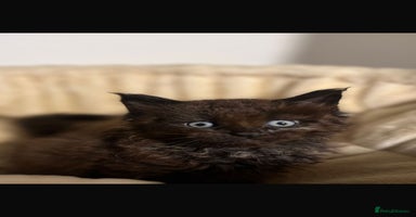 Maine Coon cats - Advert 11
