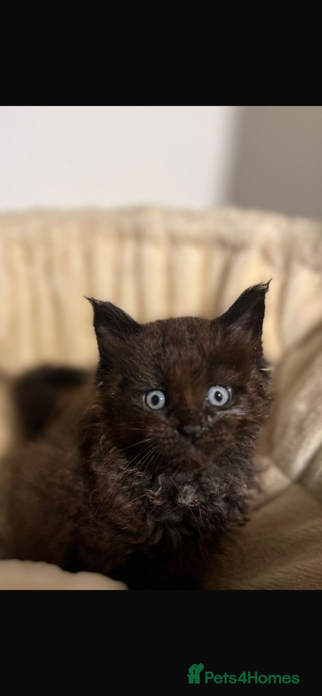 Maine Coon cats for sale: Main coon kittens  - Image 3