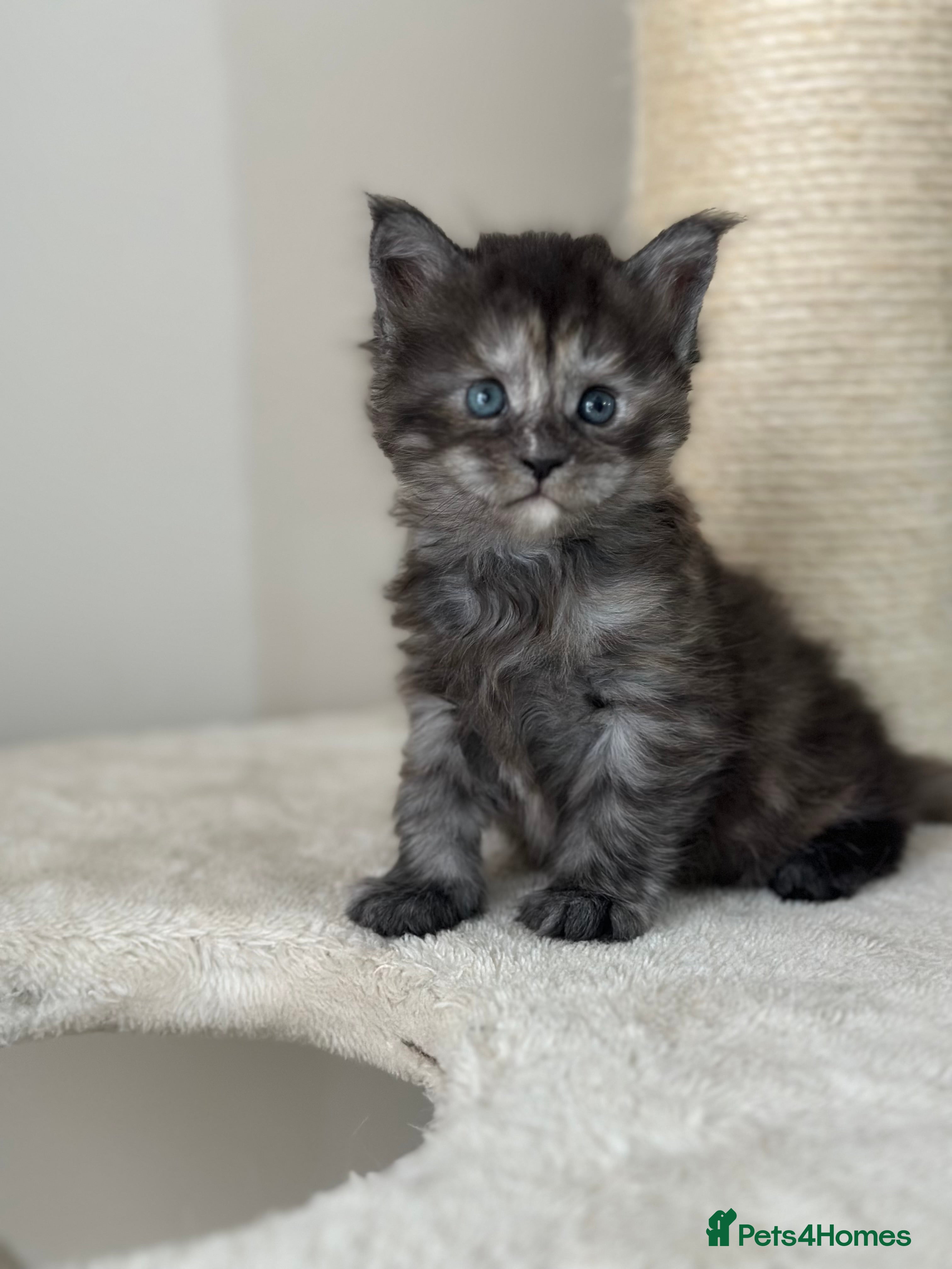 Maine Coon cats Stunning TICA Registered Maine Coon Kittens - Advert 1
