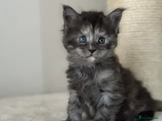 Maine Coon cats Stunning TICA Registered Maine Coon Kittens - Advert 1