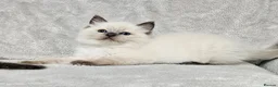 Ragdoll cats for sale: Stunning Ragdoll Kittens Available - Advert 6