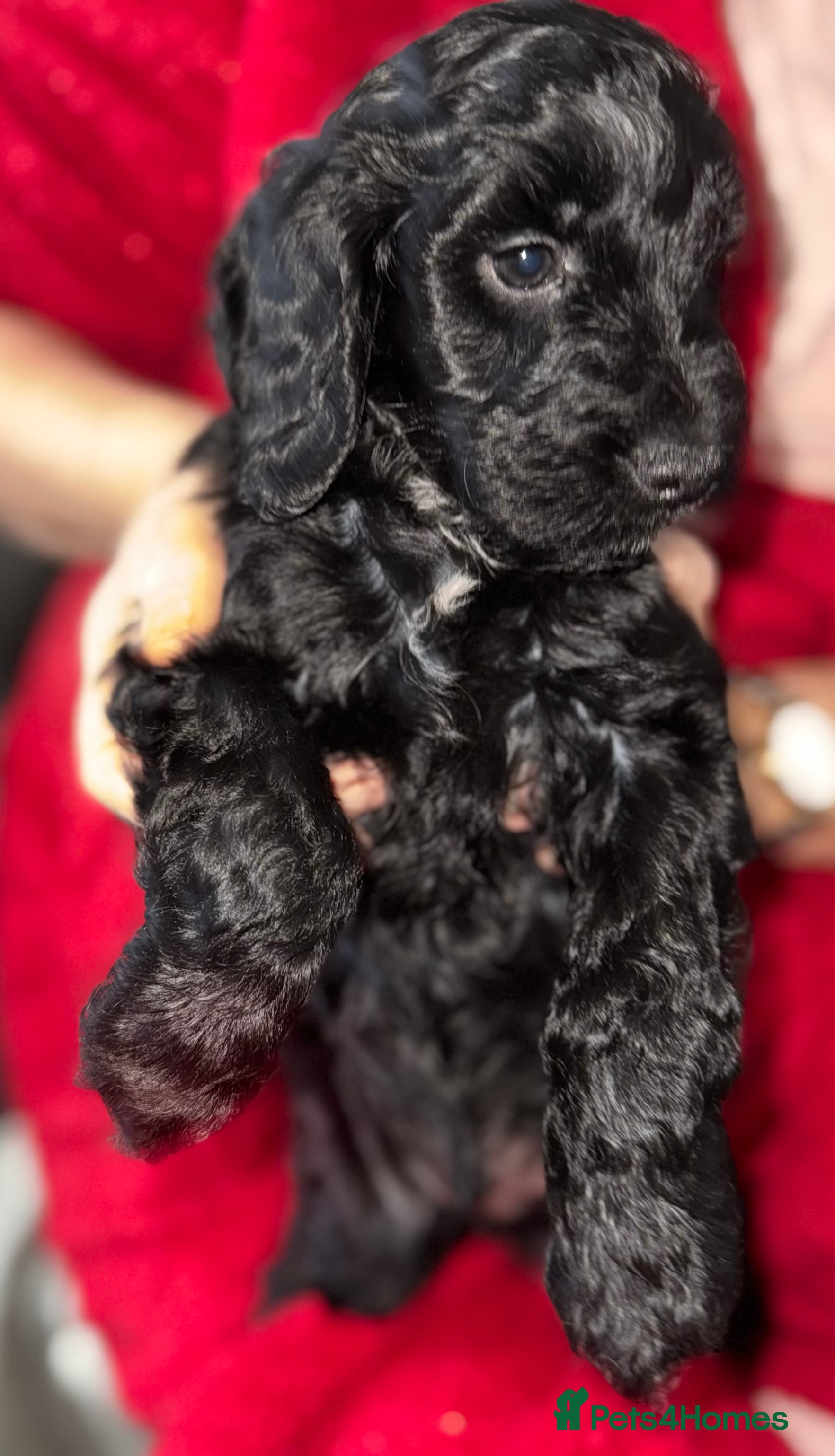 Cockapoo dogs Beautiful cockerpoo pups  - Advert 12