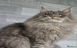 Maine Coon cats for sale: Maine coon kittens  - Image 23