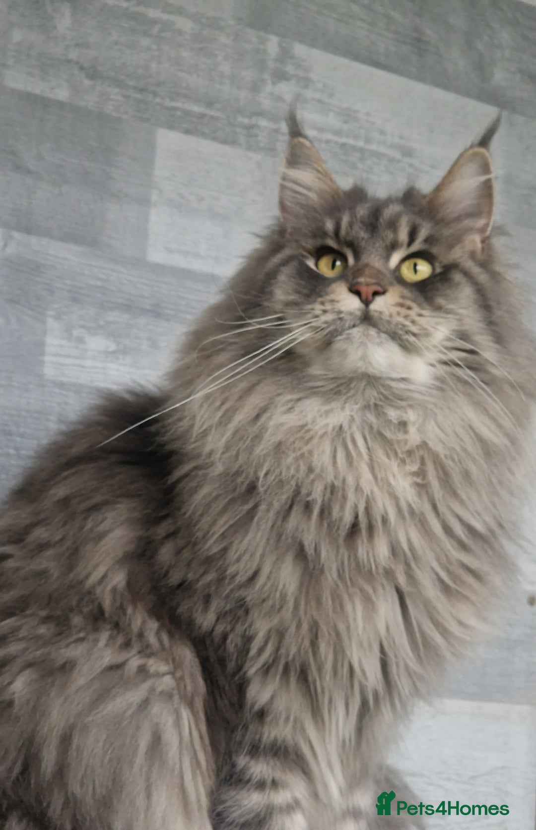 Maine Coon cats for sale: Maine coon kittens  - Image 23