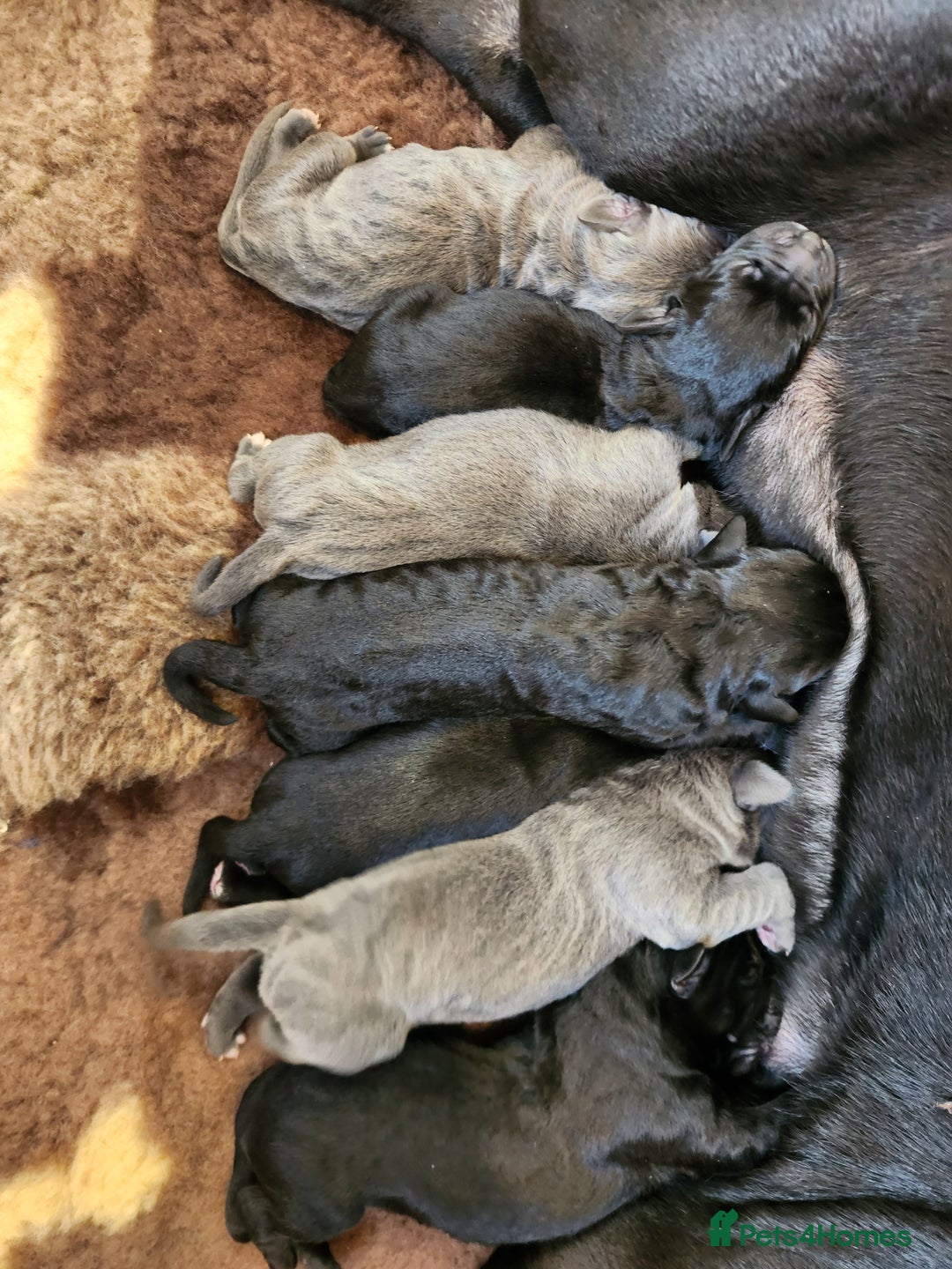 Cane Corso dogs for sale: Beautiful cane corso puppies - Advert 1