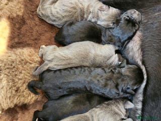 Cane Corso dogs Beautiful cane corso puppies - Advert 6