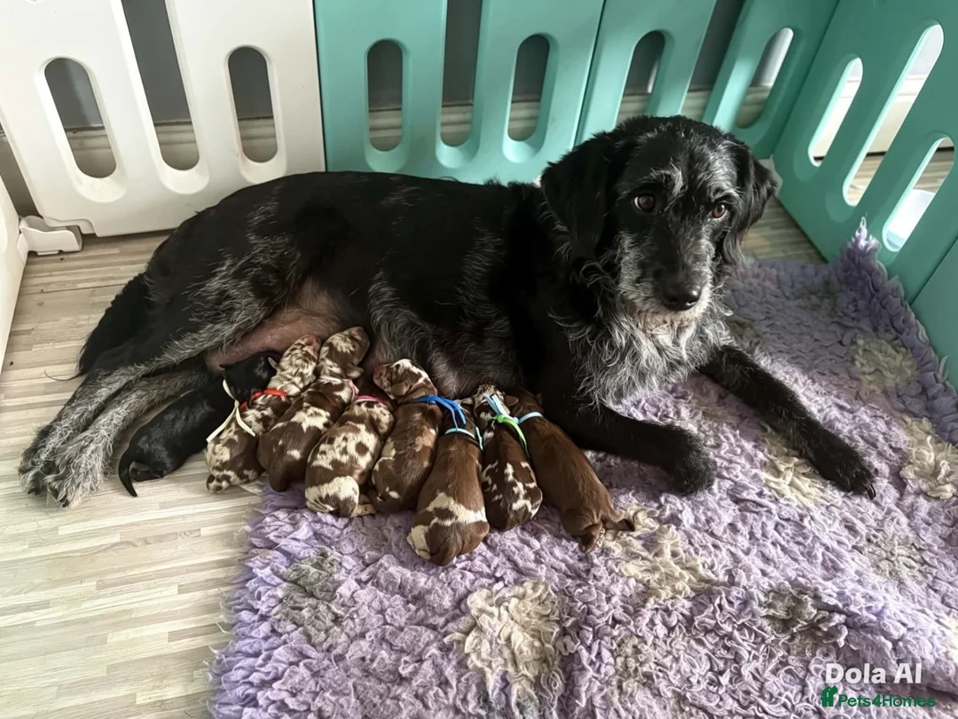 Mixed Breed dogs for sale: Stunning doxiepoo puppy  - Advert 2