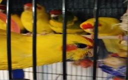 Parakeets birds for sale: Kakariki's Handreard kakariki's  - Image 12