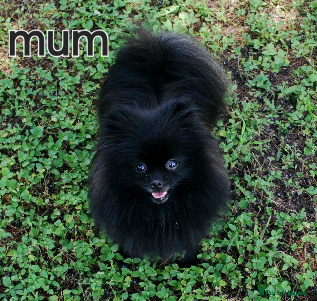 Pomeranian dogs for sale: True to type blue and chocolate boy - Image 12