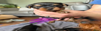 Yorkshire Terrier 5