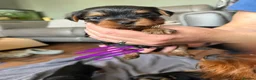 Yorkshire Terrier dogs for sale: Yorkshire terrier pups  in Birmingham - Advert 6