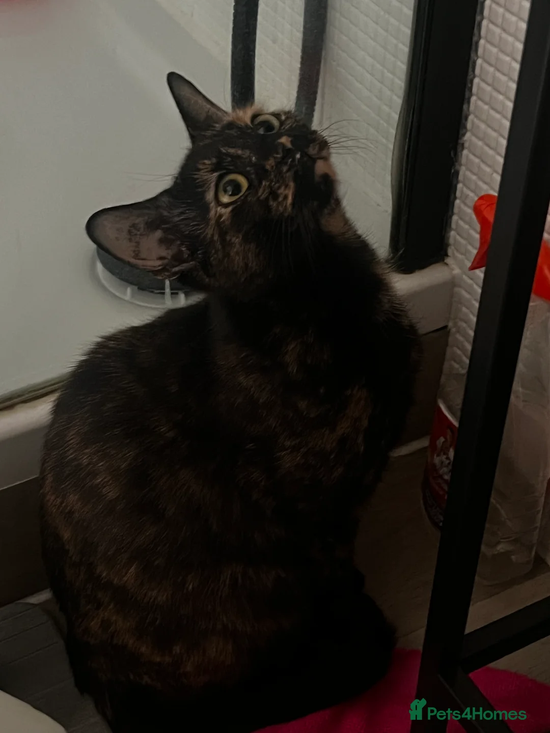 Domestic Shorthair cats for sale: Beautiful Friendly Spayed Female Cats - Advert 3