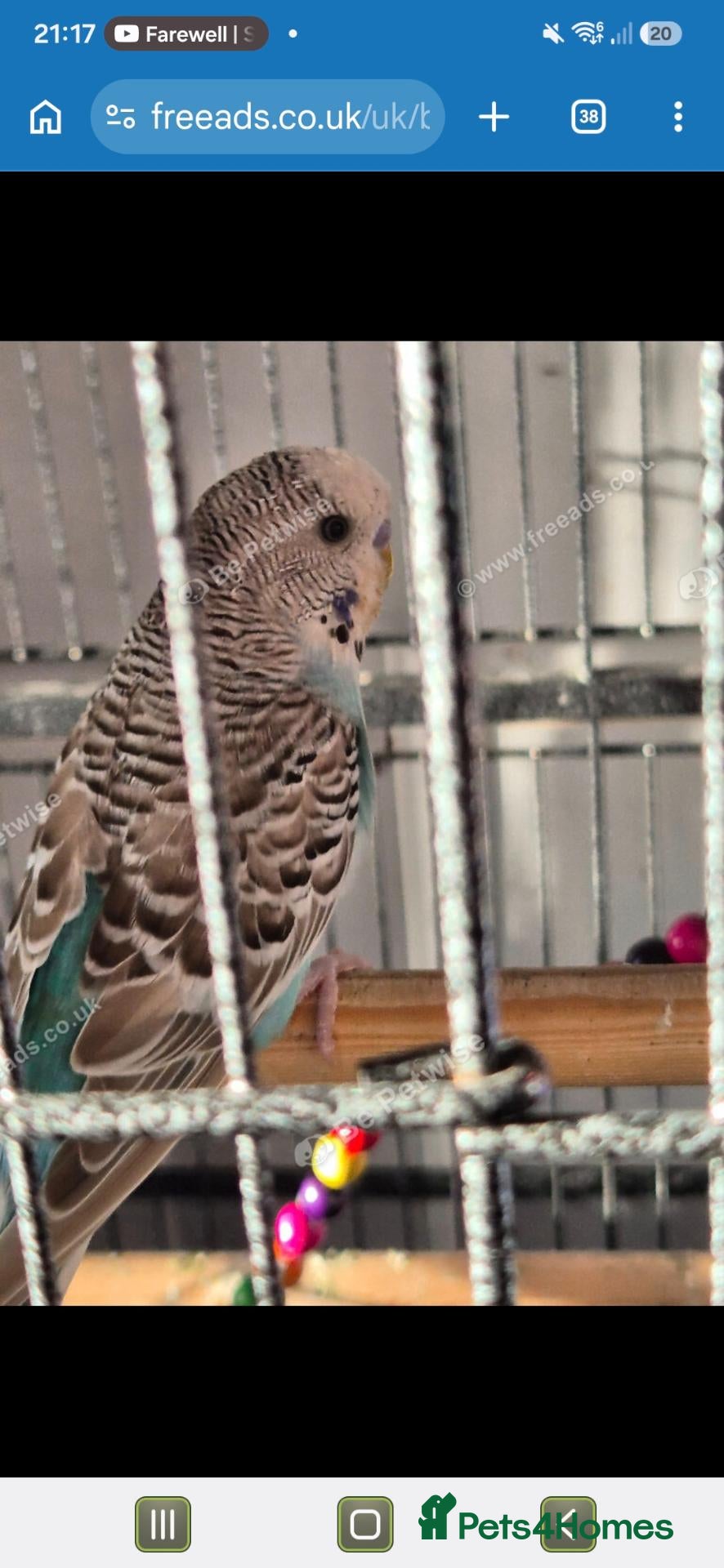 Budgerigars birds 2 male budgies for sale - Advert 12