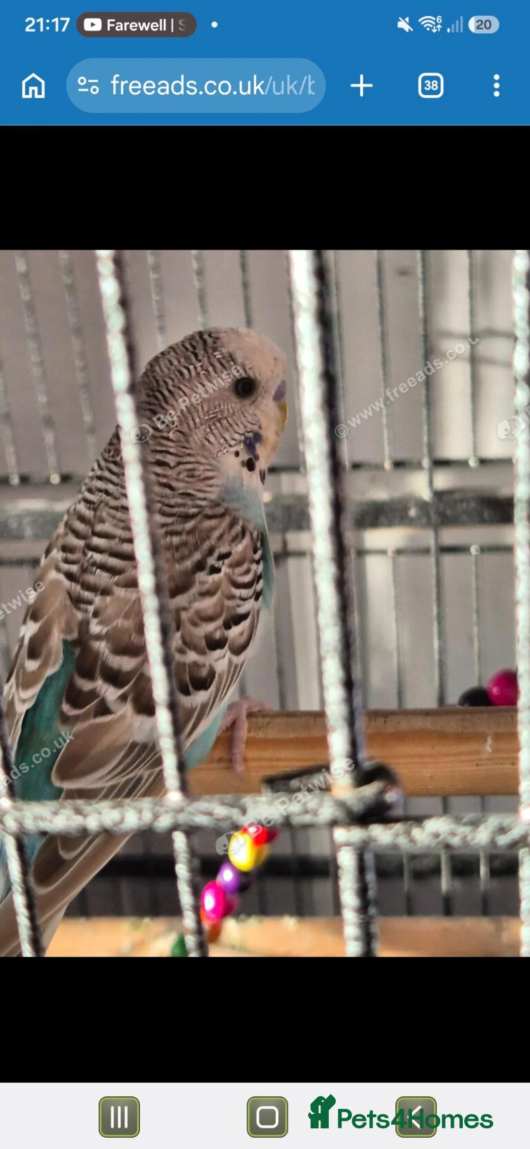 Budgerigars birds for sale: 2 male budgies for sale - Advert 1
