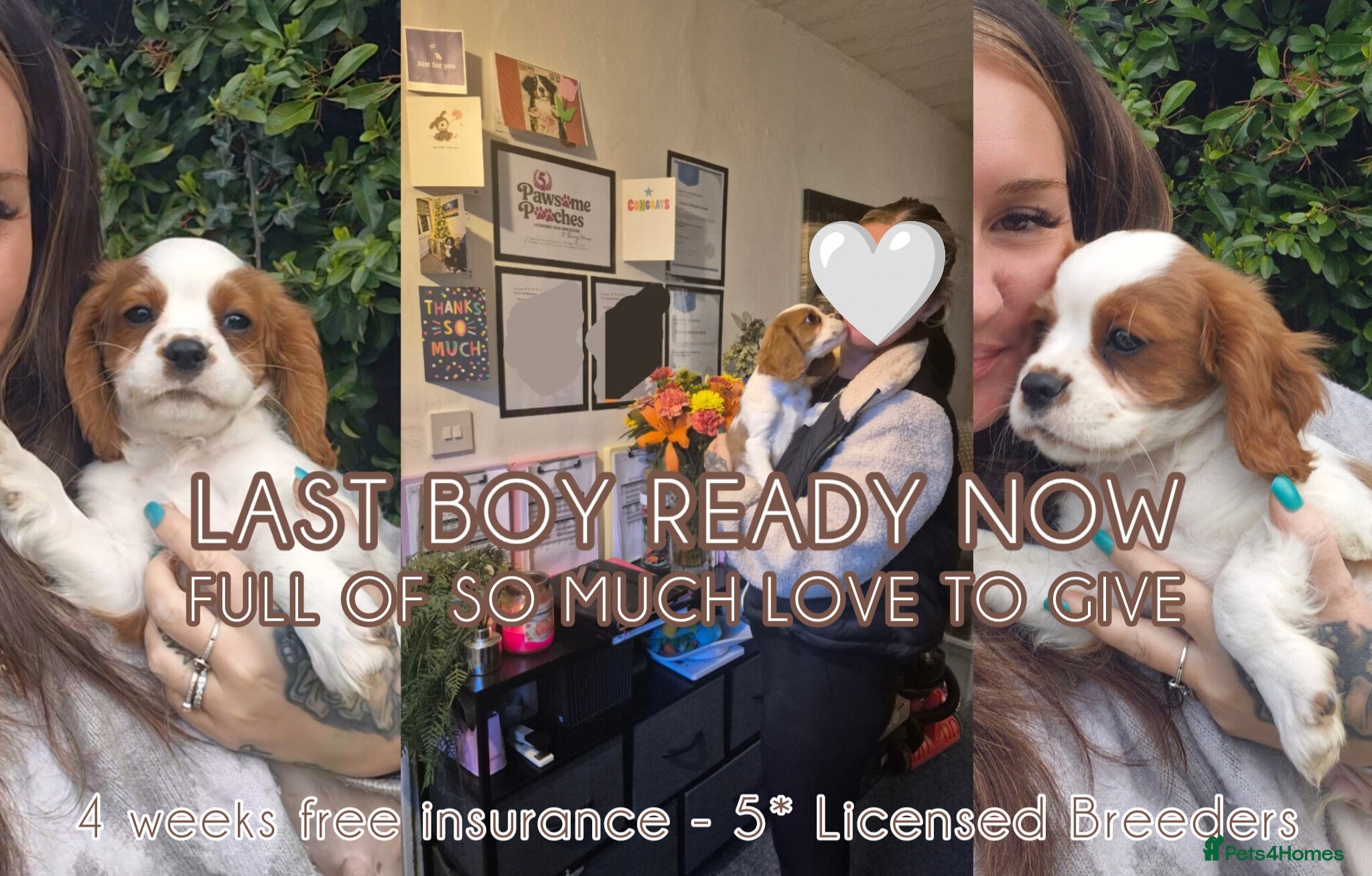 Cavalier King Charles Spaniel dogs Ready now (fully vaccinated Mon 30th) ❤️ - Advert 5