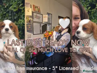 Cavalier King Charles Spaniel dogs Ready now (fully vaccinated Mon 30th) ❤️ - Advert 5