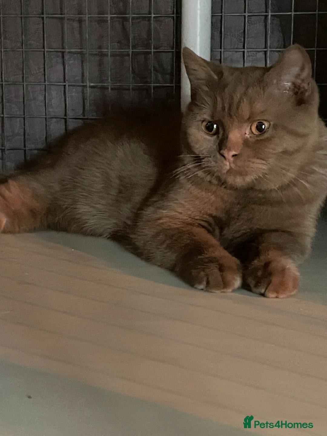 British Shorthair cats for sale: GCCF active Cinnamon Male - Advert 6