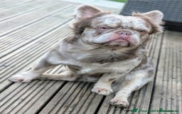 French Bulldog dogs for sale: Fluffy French Bulldog Puppies  - Image 12