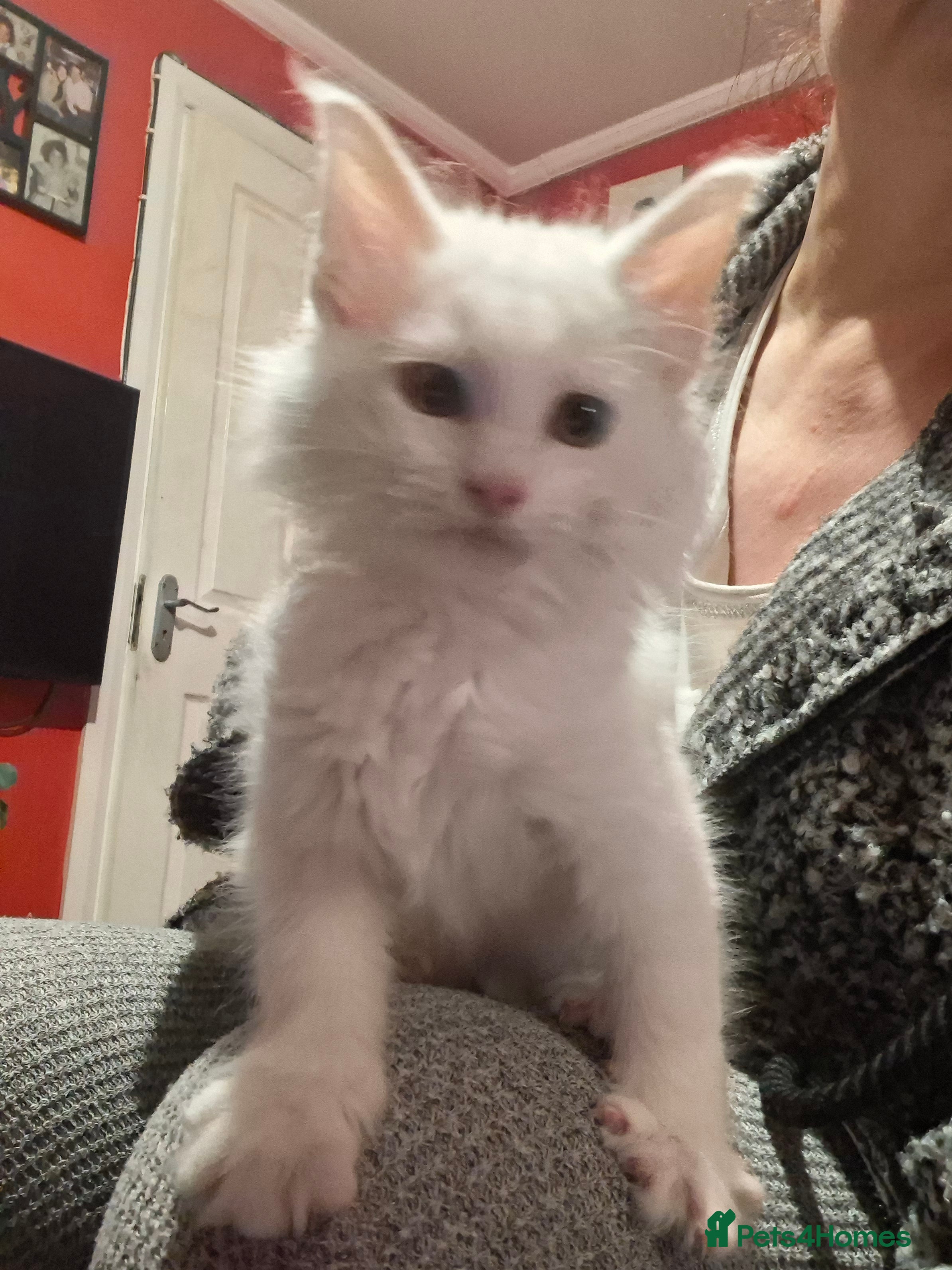 Maine Coon cats White Maine Coon boy left in Manchester - Advert 1