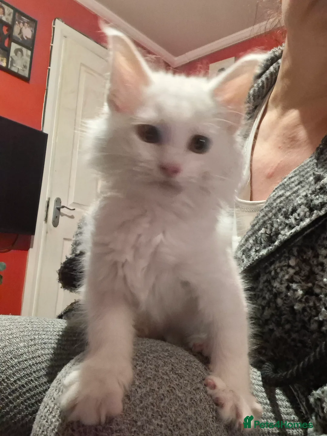 Maine Coon cats for sale: White Maine Coon boy left in Manchester - Advert 1