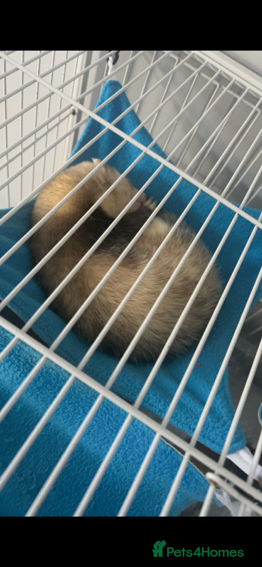 Mixed Breed rabbits for sale: 2 male ferrets.  - Advert 3