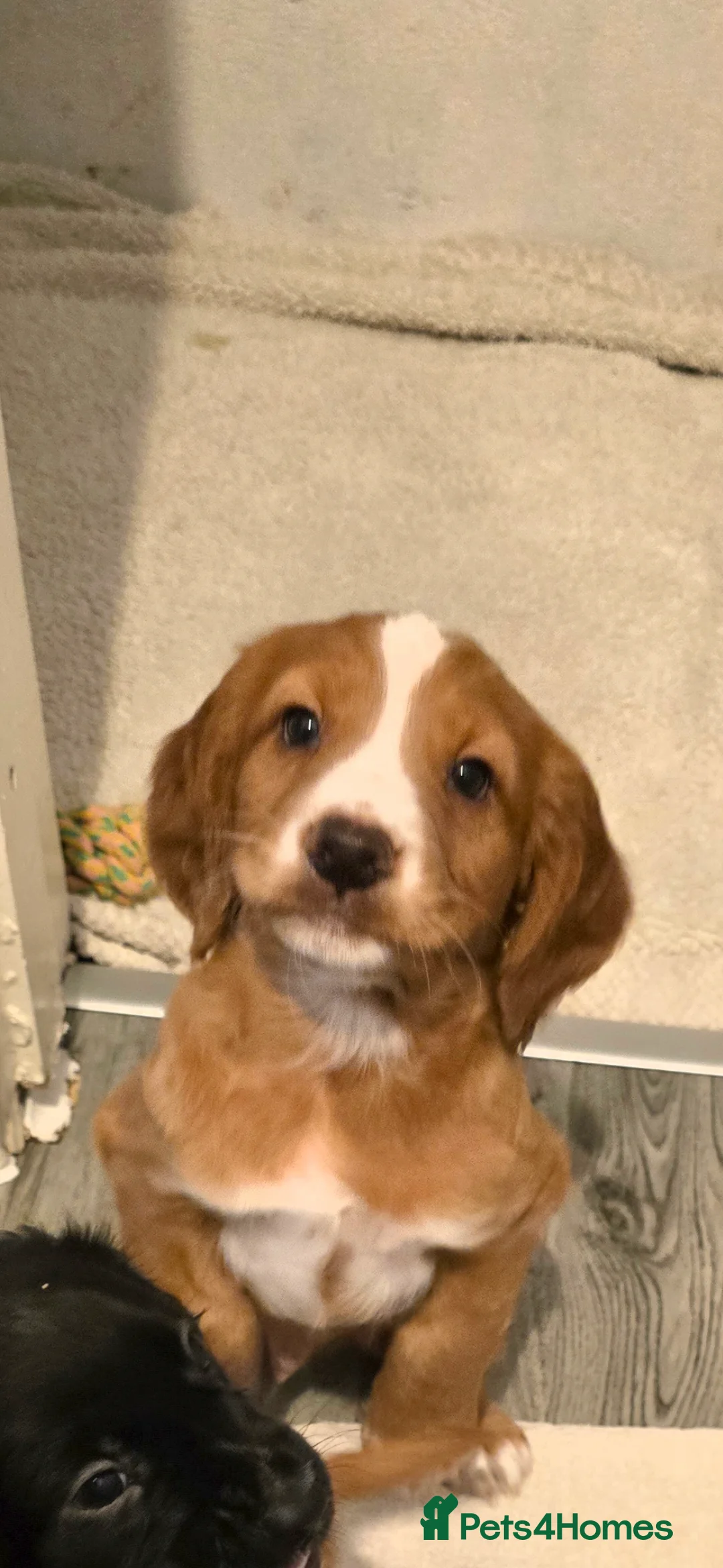 Cocker Spaniel dogs for sale: Cocker spaniel male  - Advert 6