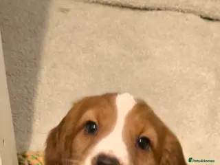 Cocker Spaniel dogs Cocker spaniel male - Advert 6