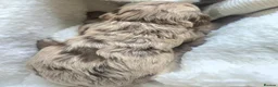 Cockapoo dogs for sale: Beautiful F1b Minature Cockapoos - Advert 15