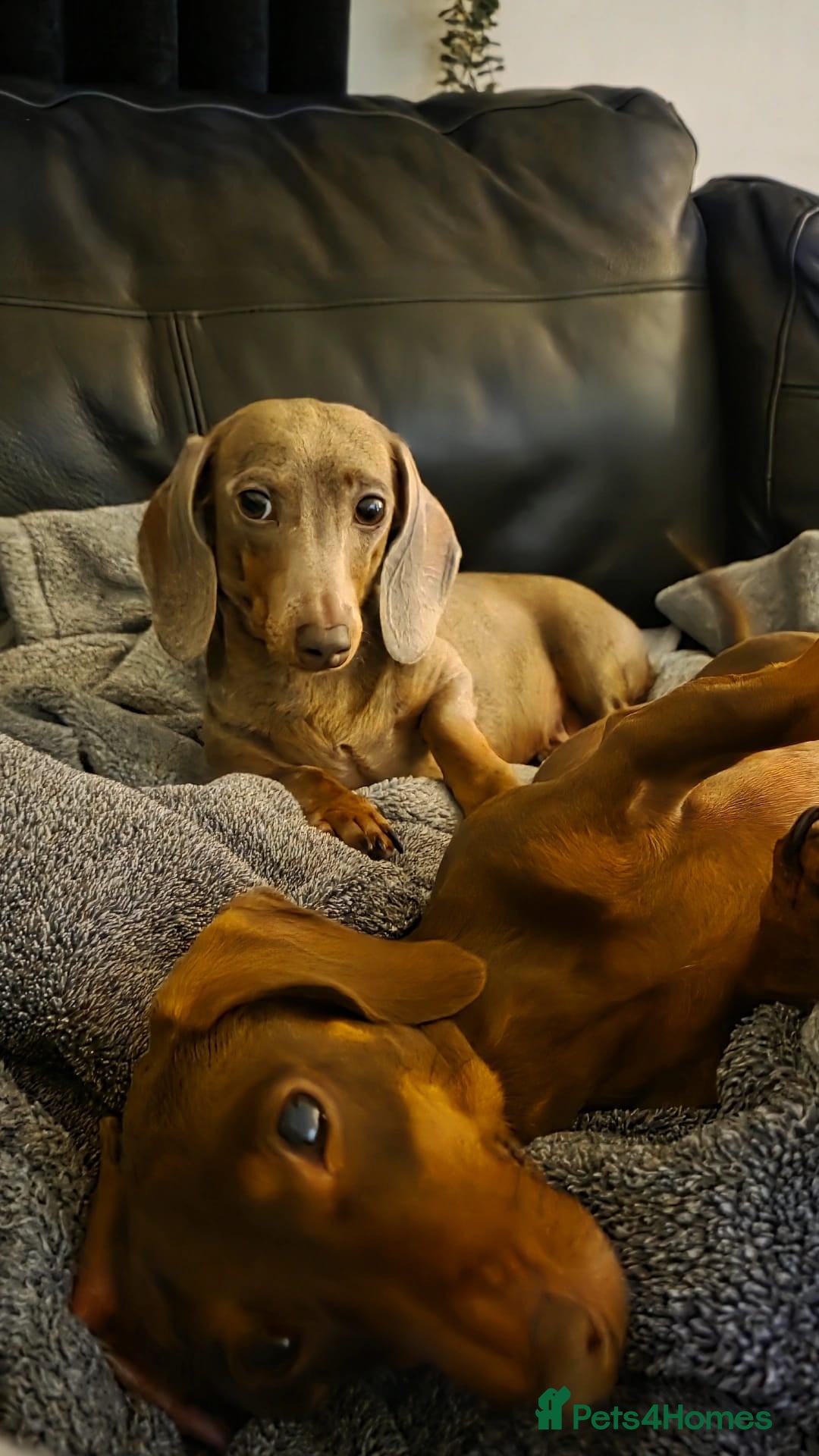 Miniature Dachshund dogs KC Registered Miniature Dachshund Puppies  - Advert 2