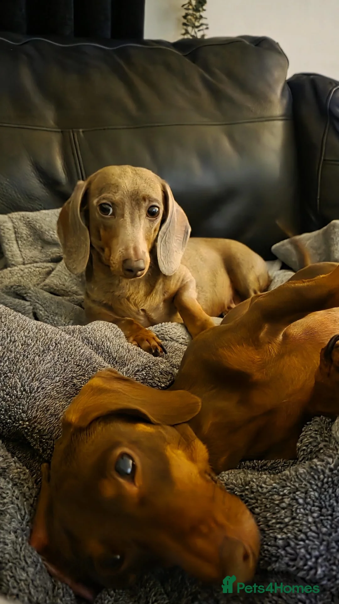 Miniature Dachshund dogs for sale: KC Registered Miniature Dachshund Puppies  - Advert 2