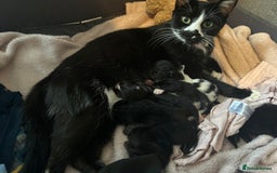 Mixed Breed cats for sale: Mixed breeds - Image 2