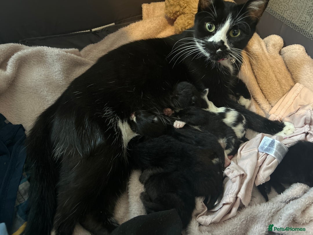 Mixed Breed cats for sale: Mixed breeds - Image 2