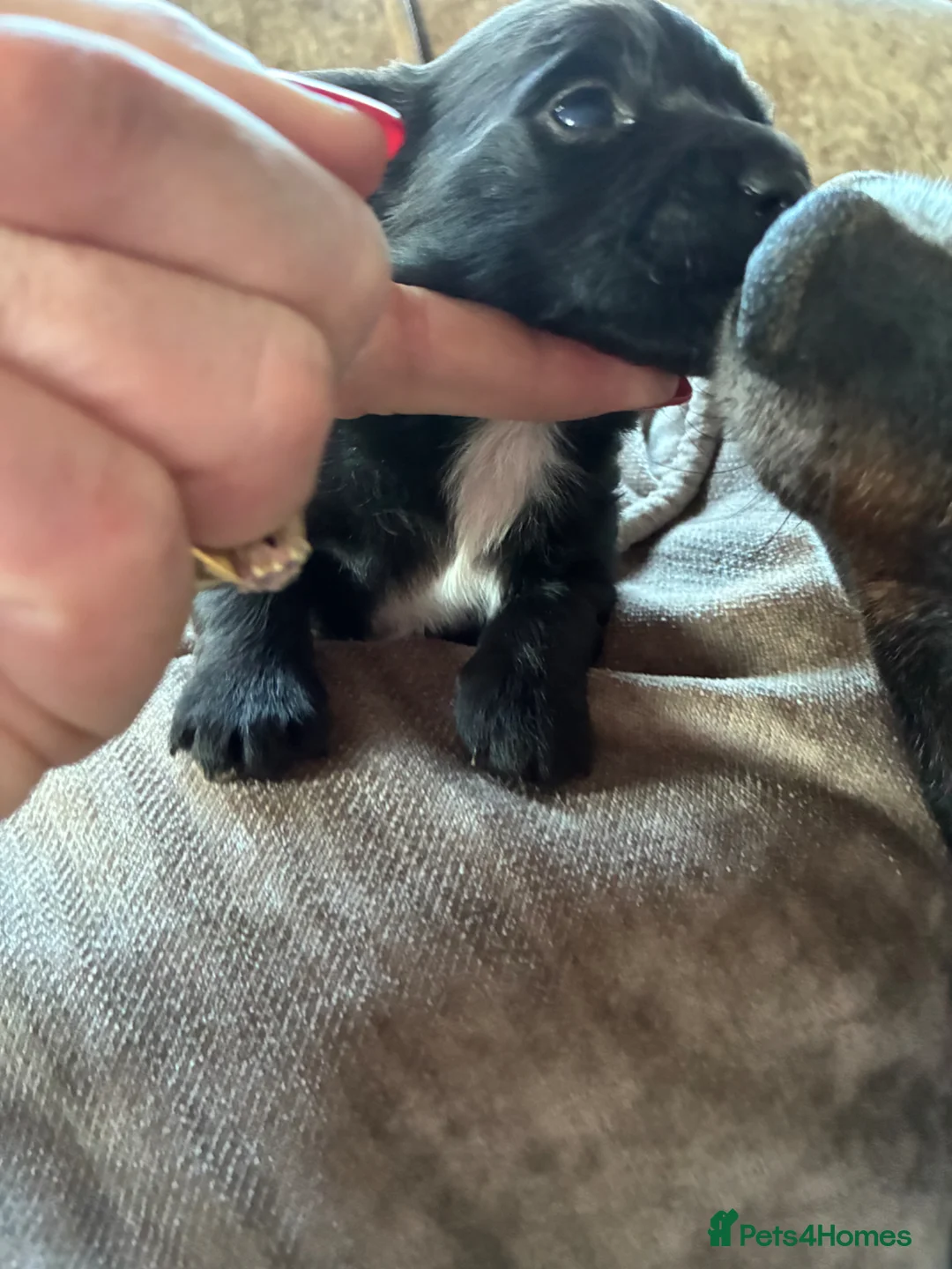 Jack Russell dogs for sale: jack russel boy  in Reading - Advert 2