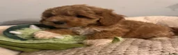 Cavapoo dogs for sale: QUALITY TOY CAVAPOO PUPPIES  - Advert 7