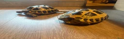 Hermann Tortoise reptiles for sale: Herman’s tortoises  - Advert 2