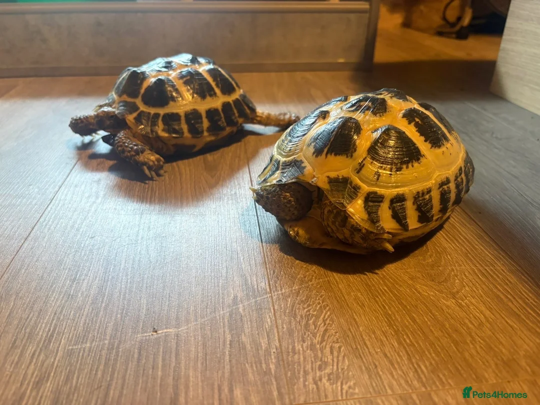 Hermann Tortoise reptiles for sale: Herman’s tortoises  - Advert 2
