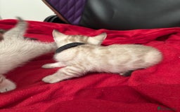 Bengal cats for sale: Adorable snow Bengals. - Image 2