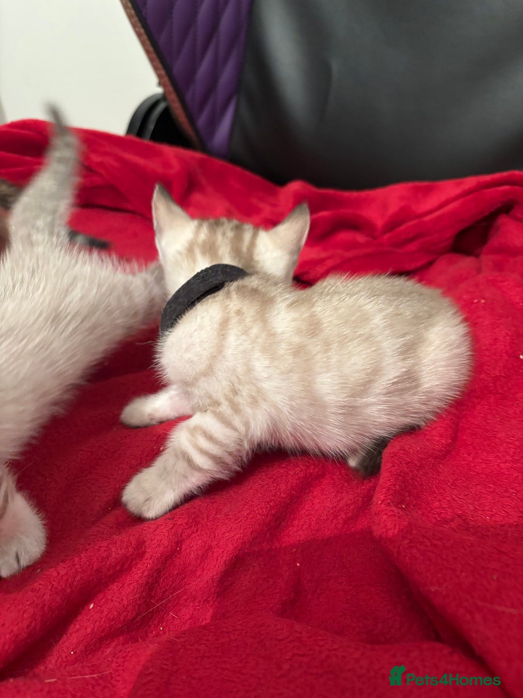 Bengal cats for sale: Adorable snow Bengals. - Image 2