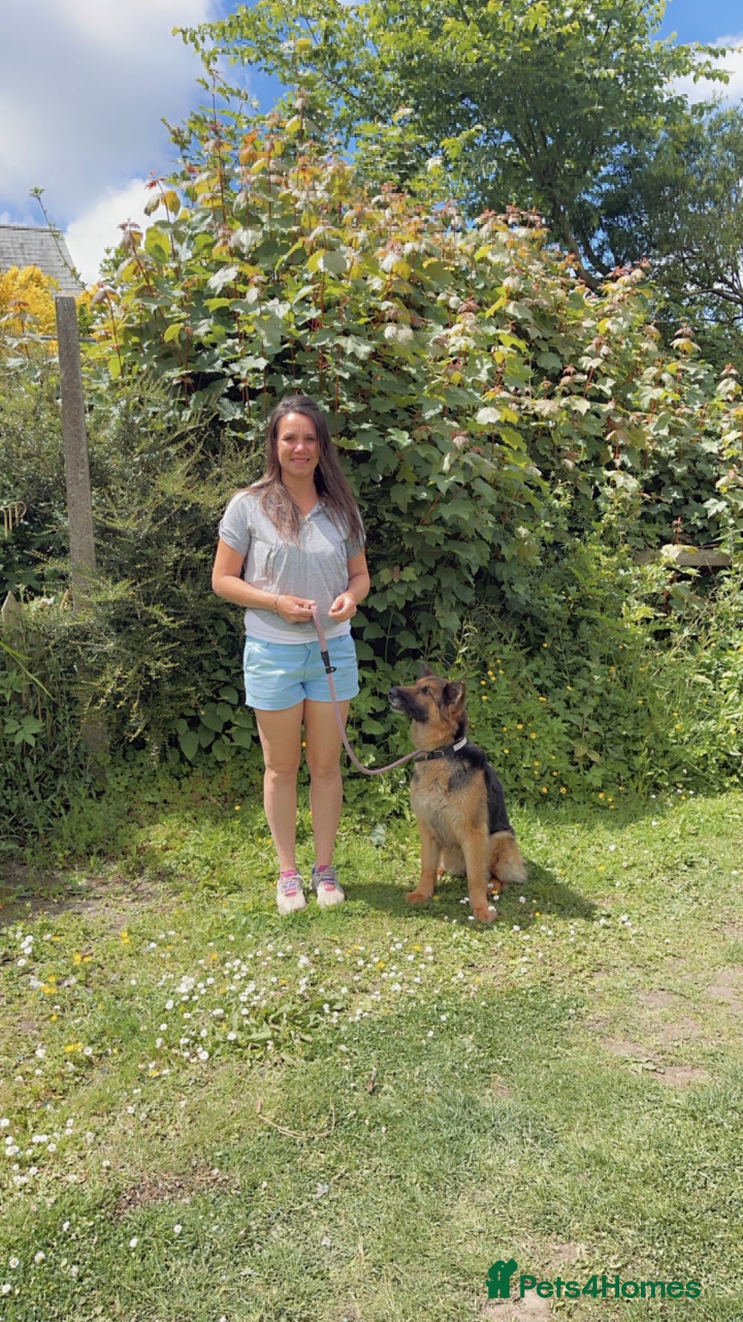 German Shepherd dogs for sale: 🌿 Narla’s Story 🌿 - Advert 5