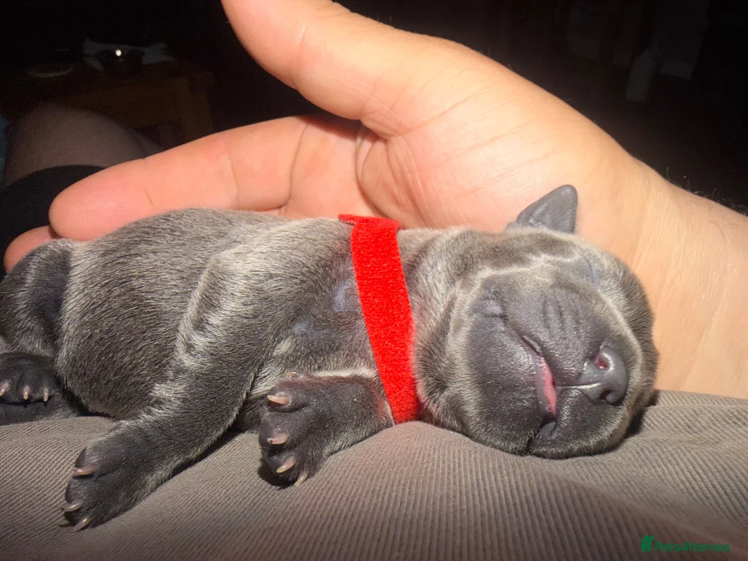 Staffordshire Bull Terrier dogs for sale: KCRegistered BlueStaffordshire BullTerrier Puppies in Clydebank - Advert 24