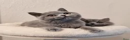 British Shorthair cats for sale: Stunning British Shorthair & Longhair Kittens  - Advert 17