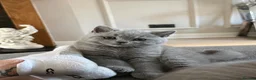 British Shorthair cats for sale: Last girl, collection 21/8  - Advert 8
