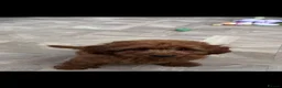 Cavapoo dogs for sale: Merlesque F1b trained puppies - Advert 9