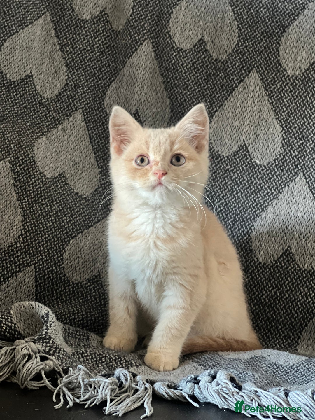 British Shorthair cats for sale: Beautiful British shorthair kittens  - Advert 8