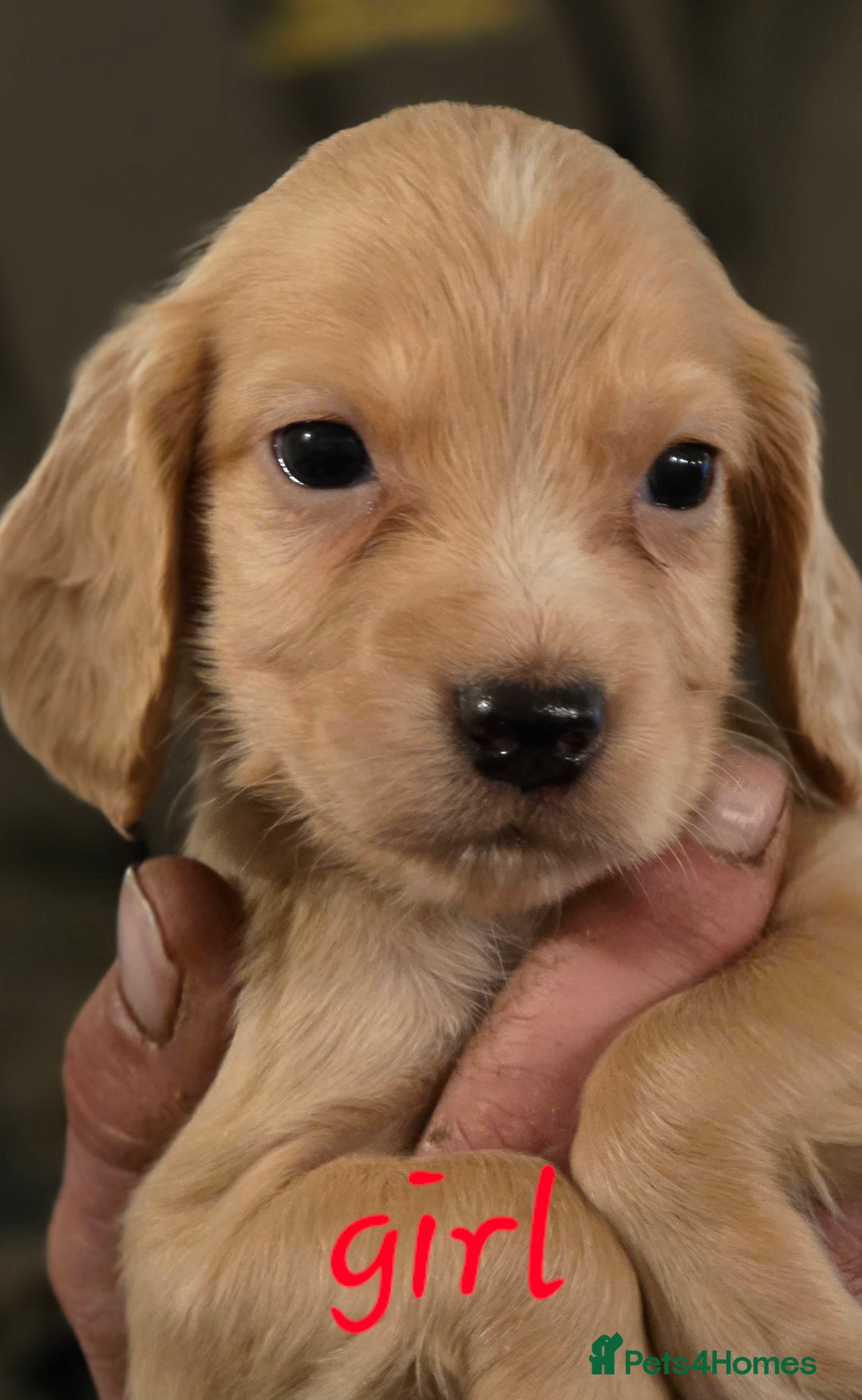 Cocker Spaniel dogs for sale: A stunning litter of cocker spaniel puppies  - Advert 5