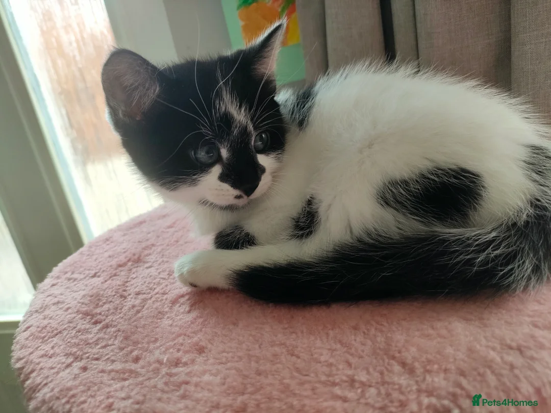 Mixed Breed cats for sale: Kittens for sale  in Chester-le-Street - Advert 2