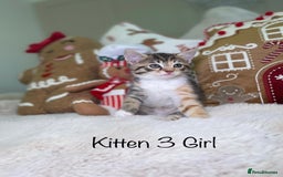 Mixed Breed cats for sale: Beautiful kittens 8 weeks old  - Advert 10