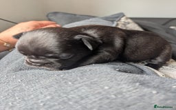 French Bulldog dogs for sale: Frenchie pups for sale  - Image 4