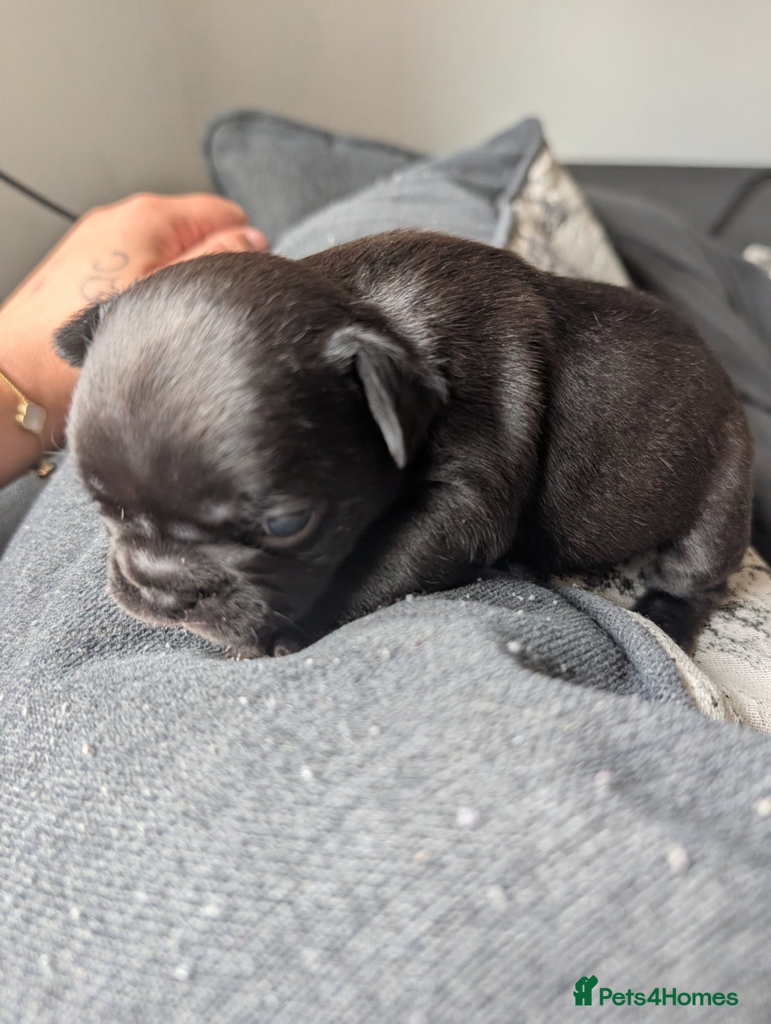 French Bulldog dogs for sale: Frenchie pups for sale  - Image 4