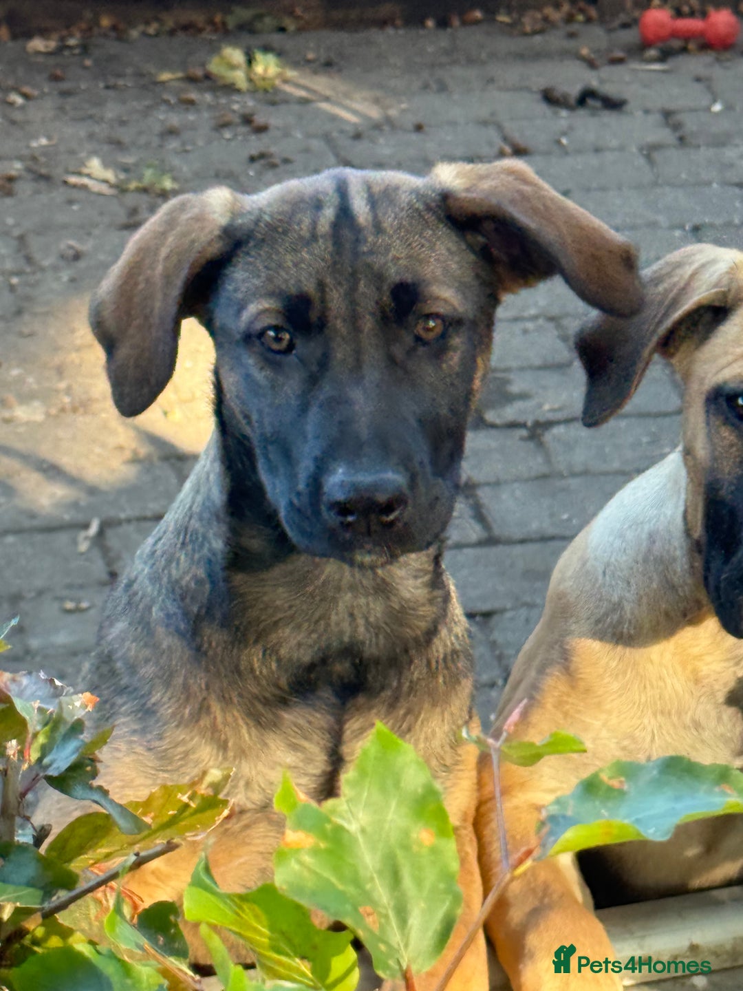 Belgian Shepherd Dog dogs for sale: Dutch Herder x Alano Espanol Pupies - Image 16